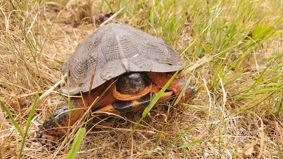 wood-turtle-rachel-morrow.webp