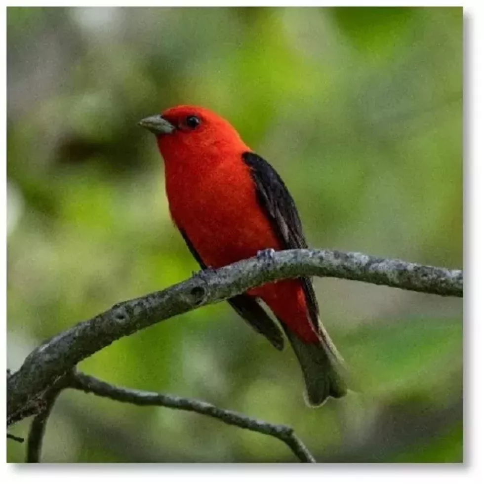 bird-red-melina_cronin.webp