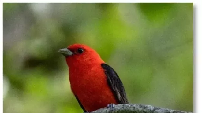 Image: Alan Devoe Bird Club Spring Migration Bird Walk