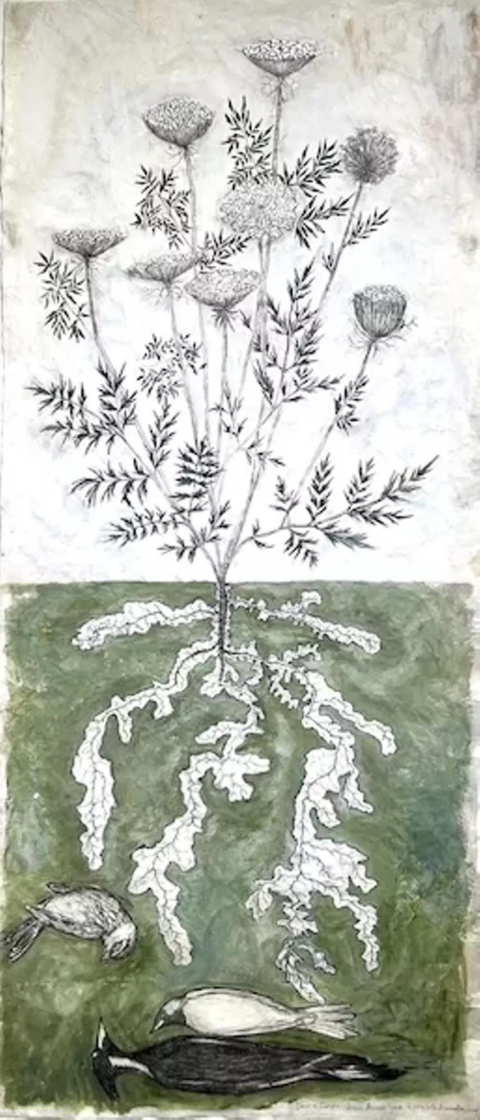 Queen Anne's lace
