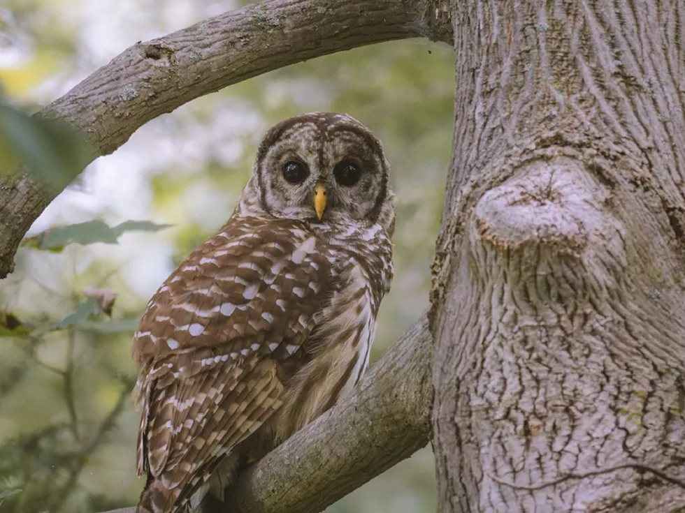An Early Summer Breeding Bird Survey with Kyle Bardwell at Innisfree