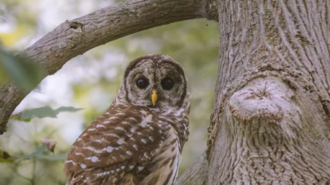 Image: An Early Summer Breeding Bird Survey with Kyle Bardwell