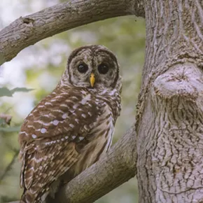 Image: An Early Summer Breeding Bird Survey with Kyle Bardwell