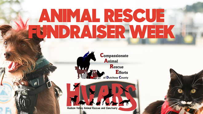 Image: Animal Rescue Fundraiser Week