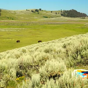 Image: ARTIST EXHIBITION: "Eyes of the Unseen"- As Bison Face Eviction, One Artist Painted Them Wild and Unbroken