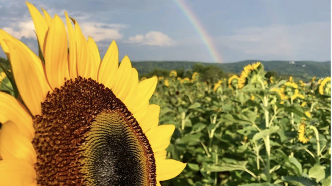 Image: Barton Orchards&rsquo; Sunflower Festival