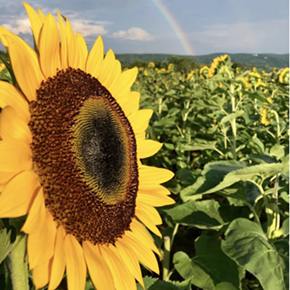 Image: Barton Orchards&rsquo; Sunflower Festival