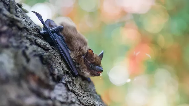 Image: Bat-tacular Program with Optional Bat Walk