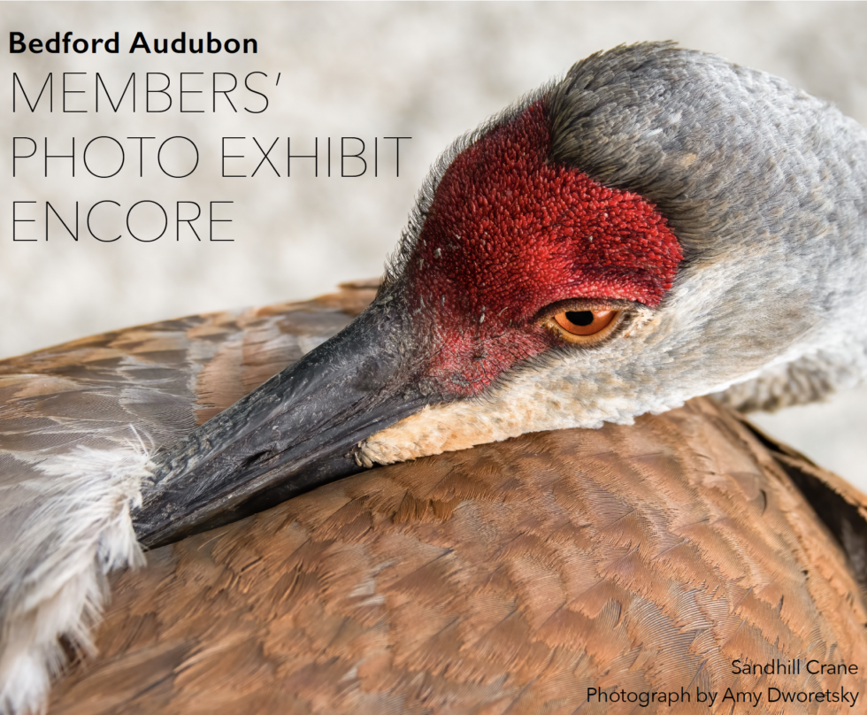 Sandhill Crane