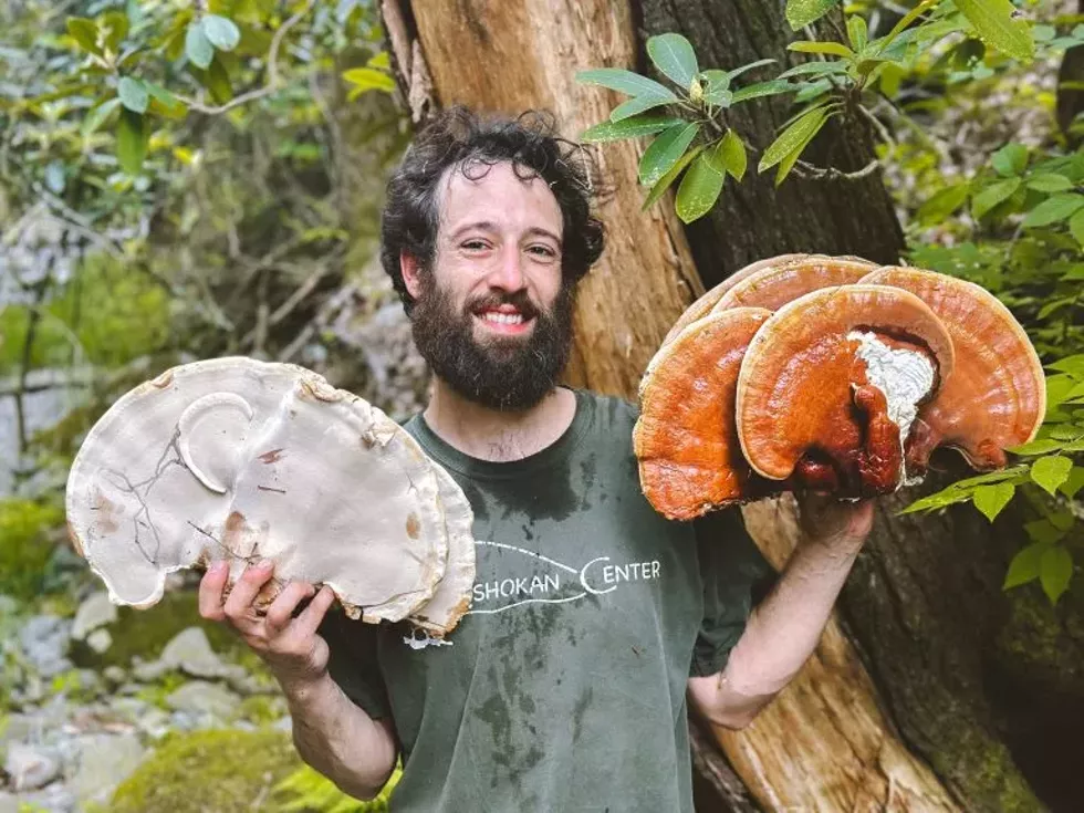 biodiversity-exploration.webp