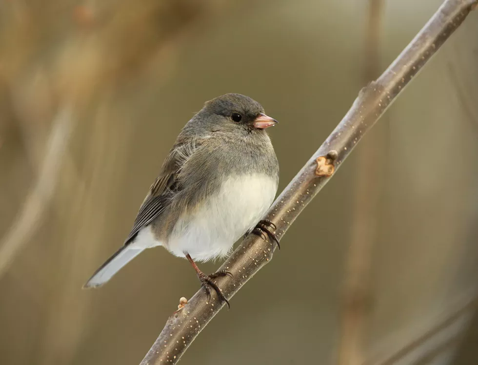 bird-7618735.webp