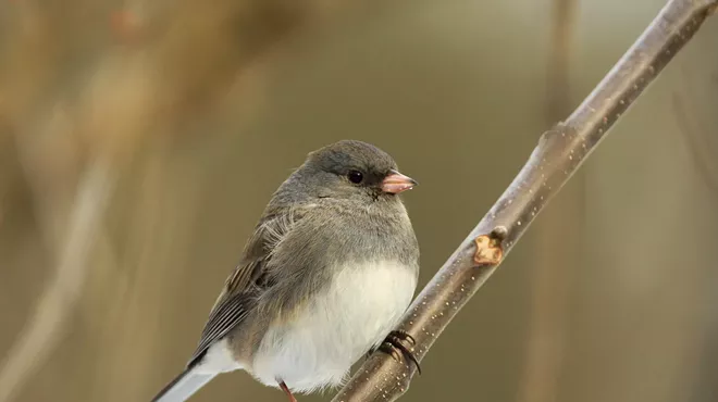 Image: Bird Walk
