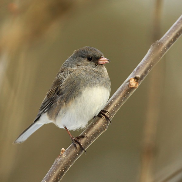 Bird Walk