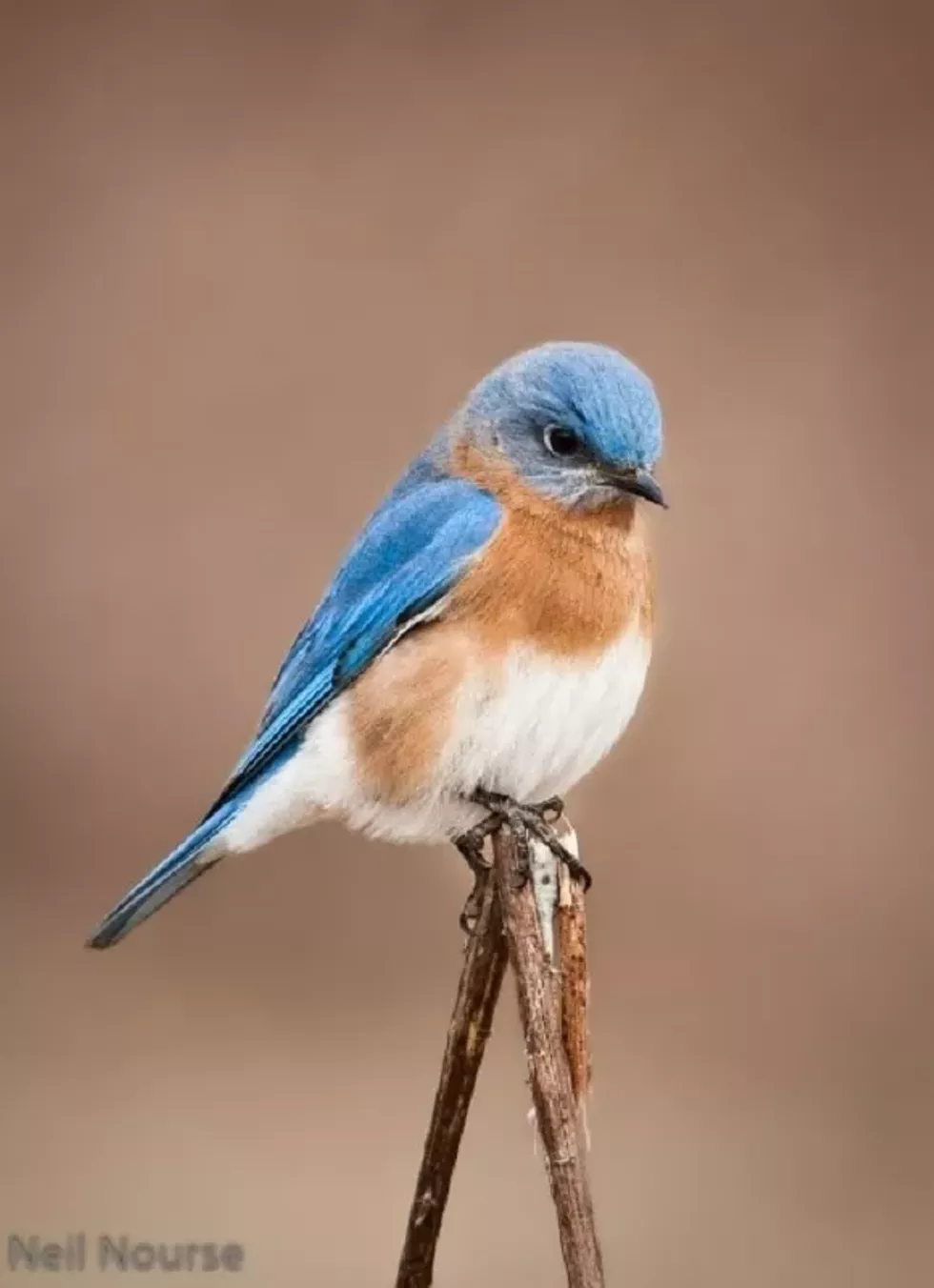 bird_with_blue_feathers-neil_nourse.webp