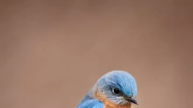Image: Birding Walk at Staatsburgh