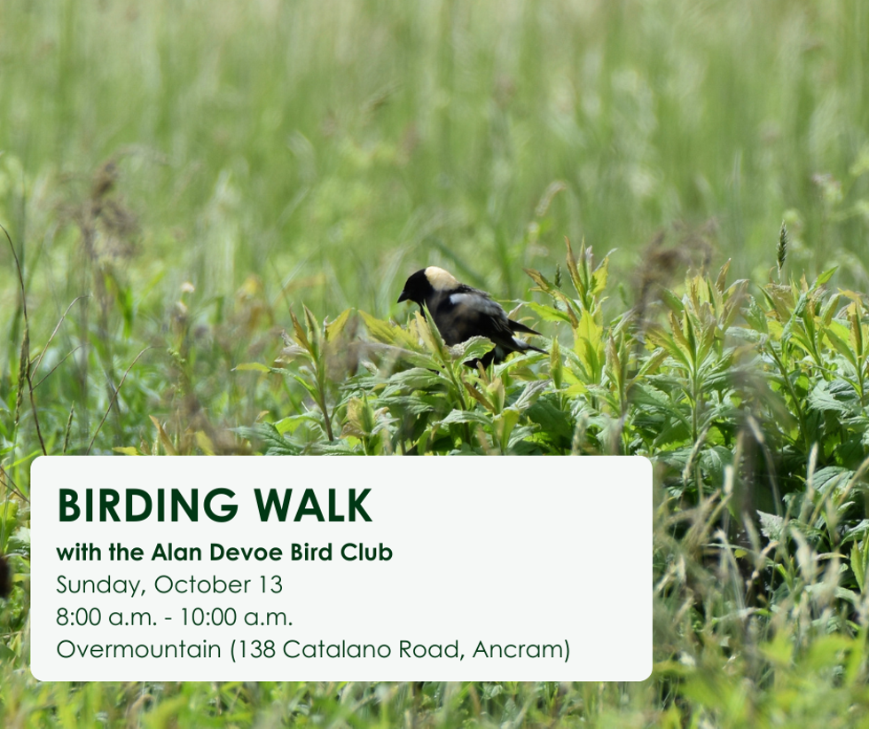 A picture of a bird sitting in the grass with the text Birding Walk with the Alan Devoe Bird Club on Sunday, October 13 at 8:00 a.m. to 10:00 a.m. at Overmountain (138 Catalano Road, Ancram)