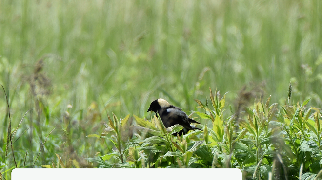 Birding walk with Alan Devoe Bird Club