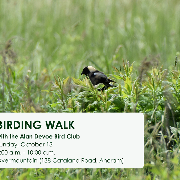 Birding walk with Alan Devoe Bird Club