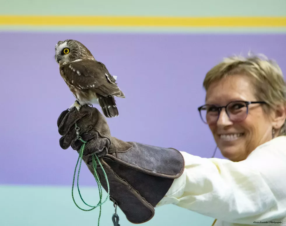 copy-of-northern-saw-whet-owl-leo--3.webp