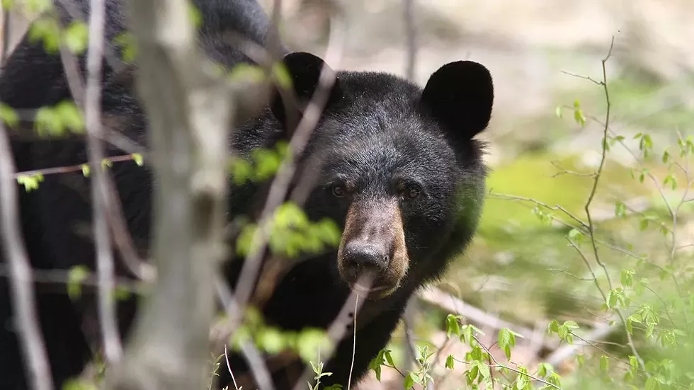 black-bear---david-soete.webp