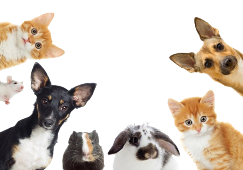 blessinganimalswebpromolesstext-removebg-preview.png