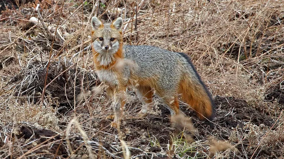 fox-by-david-soete.webp