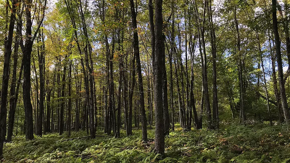forest_dhc.webp