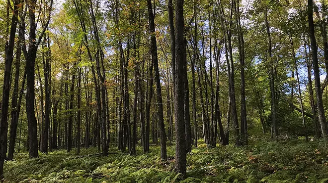 Image: Bugs, Balance, and Biodiversity: The State of Our Forests
