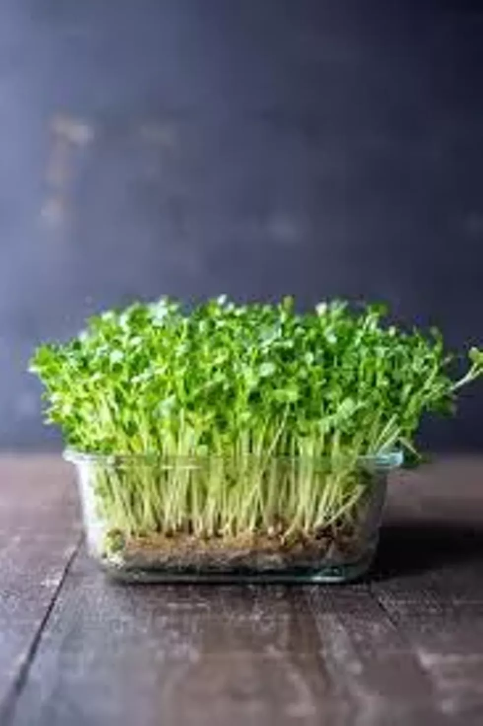 Build your own micro green garden