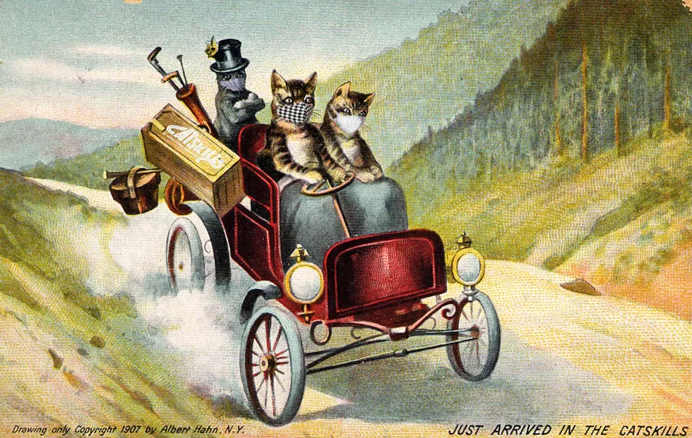 fallgala_2020_catskillscatsinacar.webp