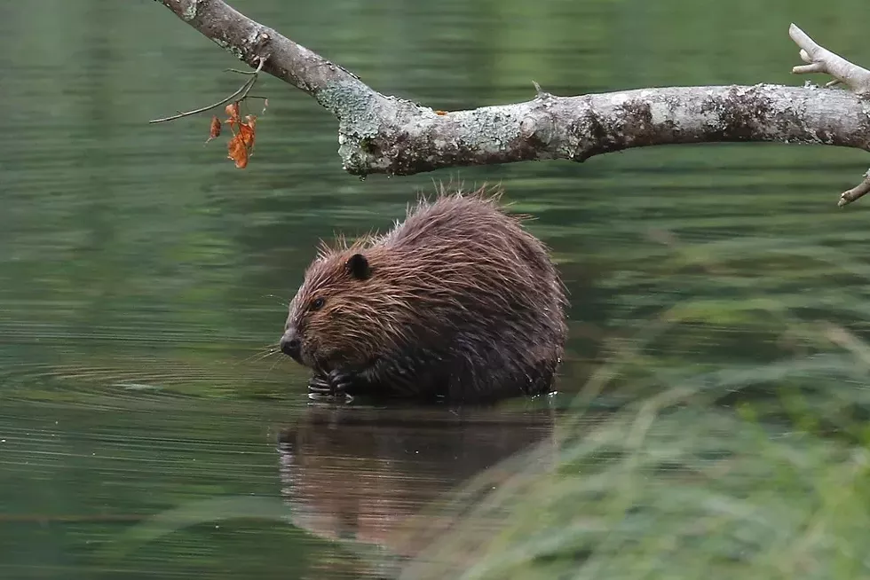 2022_americanbeaver_kvang.webp