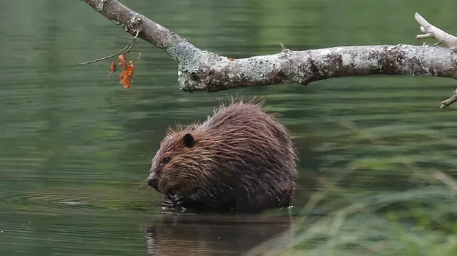 Image: Catskill Conversation: Wildlife in the Watershed