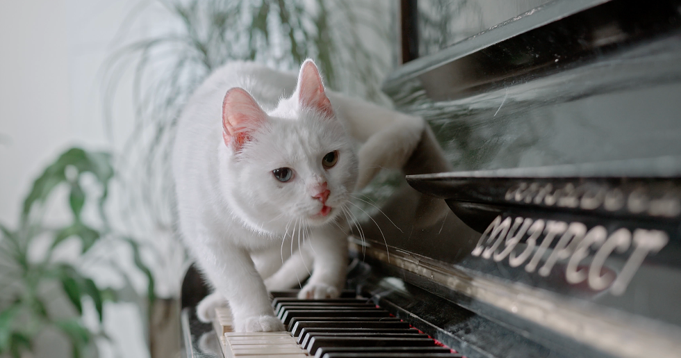 white_cat_piano.png