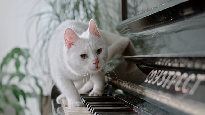 Image: CatVideoFest 2023