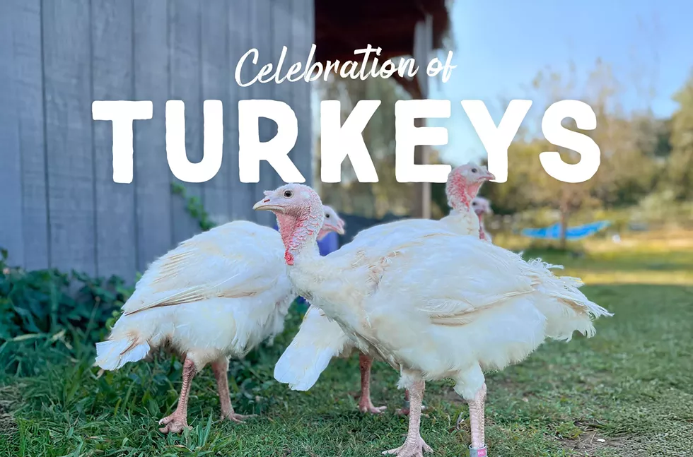 celebration-turkeys-2024-header.webp