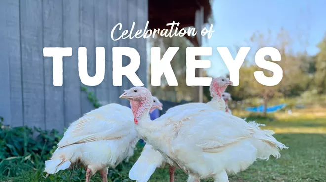 Image: Celebration of Turkeys at Woodstock Farm Sanctuary