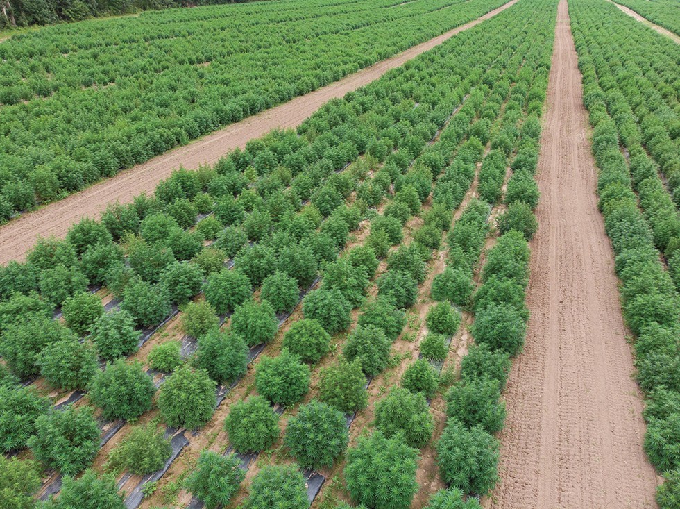 Hempire State Growers&#146; hemp fields in Milton. Once the state&#146;s cannabis licensing regulations are finalized, many acres of hemp across the state will likely be converted to marijuana cultivation.