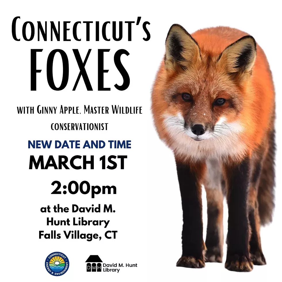 march_connecticut_s_foxes_poster_2025__instagram_post_.webp