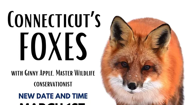 Image: Connecticut's Foxes with Ginny Apple