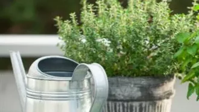 Image: Container Gardening