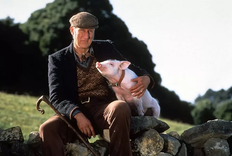 James Cromwell stars as gentle farmer Arthur Hoggett who trains his new pig to herd like a border collie.