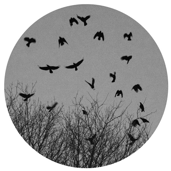 Crows Ascend