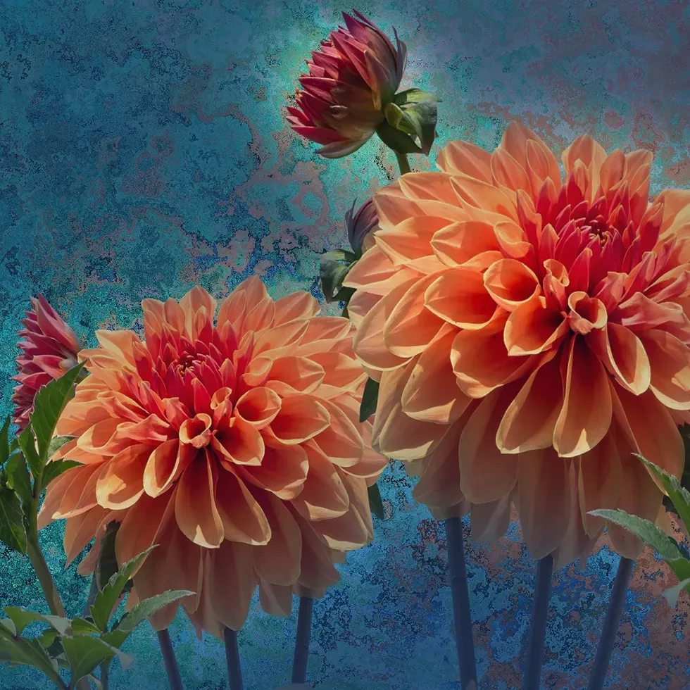 med-sq-dahlia-fest.webp