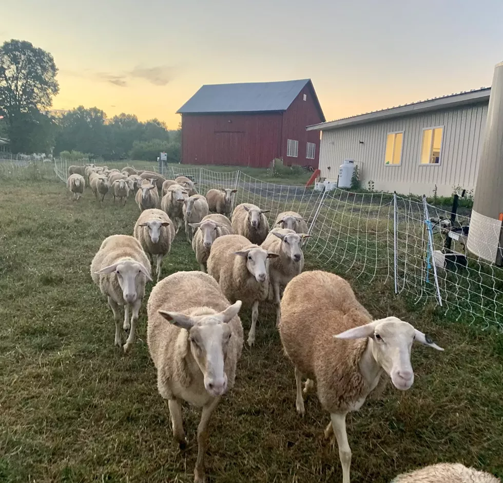Sheep at Willow Pond Sheep Farm