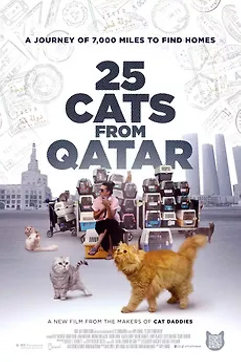 -25-cats-from-qatar-.webp