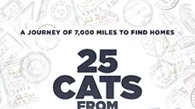 Image: Darn Good Docs &ndash; 25 Cats from Qatar