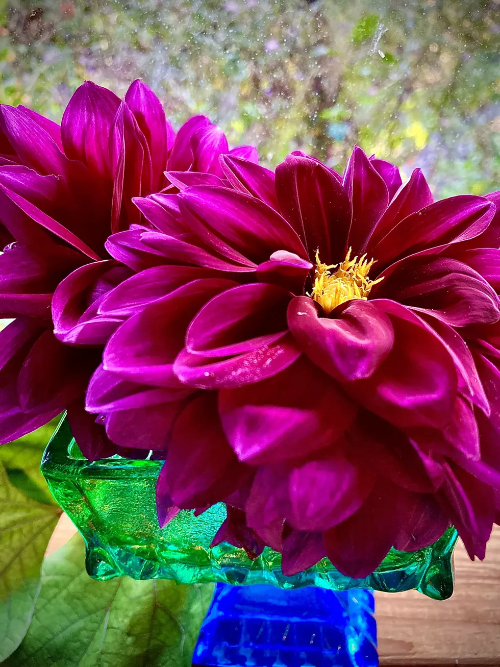 Dahlia