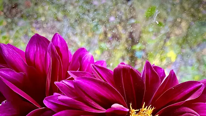 Image: Demystifying Dahlias