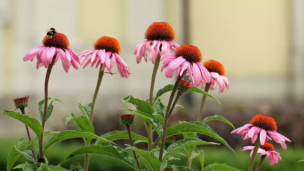 purple-coneflowers-echinacea.webp