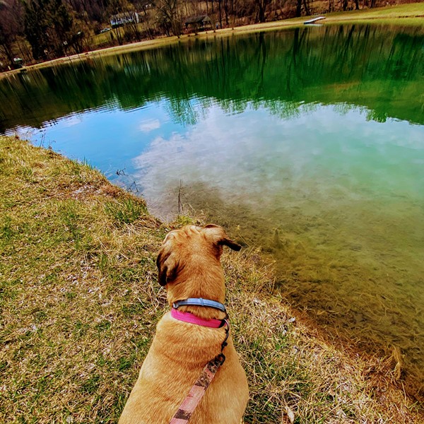 Dog watches over the lake